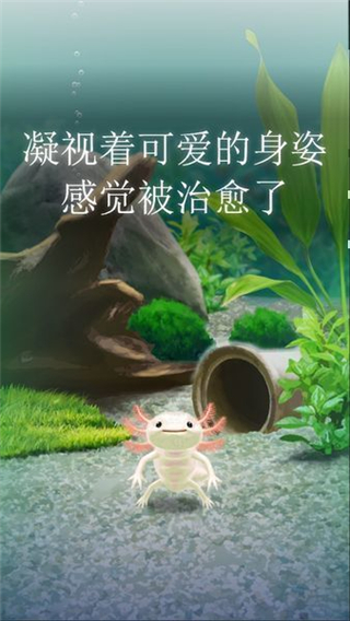 治愈的蝾螈育成