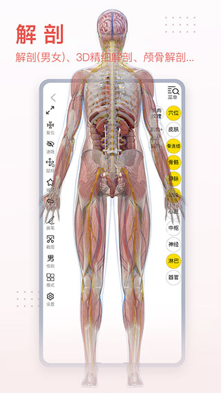 3dbody解剖3