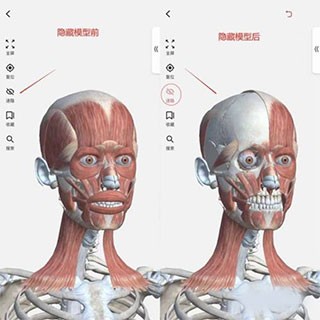 3dbody解剖(图3)